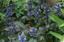 Ajuga reptans 'Atropurpurea' Kruipend zenegroen bestellen